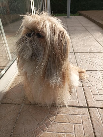 Poil d'Amour, Toiletteur pour Animaux à Audenge