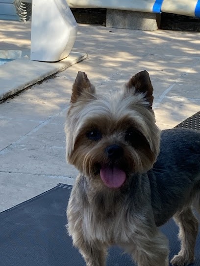 Le Chien Elégant, Toiletteur pour Animaux à Bollène