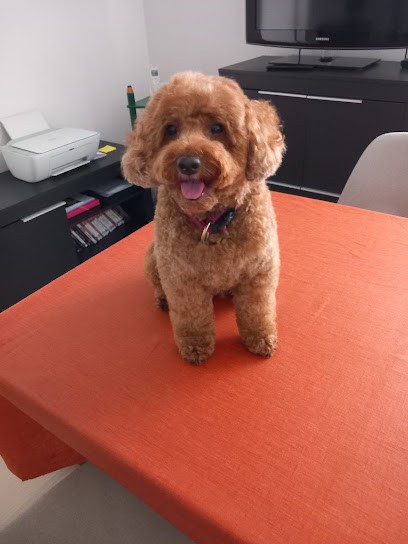 Sandie Toilettage, Toiletteur pour Animaux à L'Île-d'Olonne