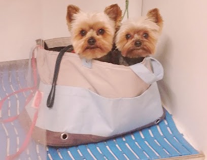 Choucky Toilettage, Toiletteur pour Animaux à La Valette-du-Var