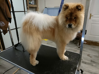 Raskapoils, Toiletteur Pour Animaux à Comines
