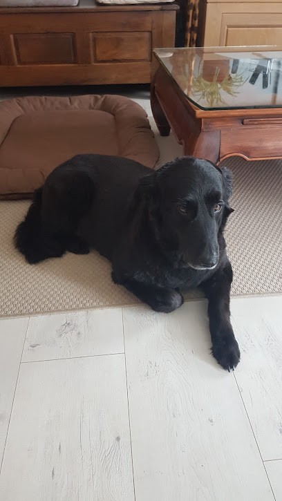 Toutou D'enfer Salon De Toilettage, Toiletteur pour Animaux à Villette-d'Anthon