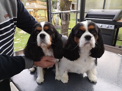 Beauté Canine, Toiletteur pour Animaux à Romorantin-Lanthenay