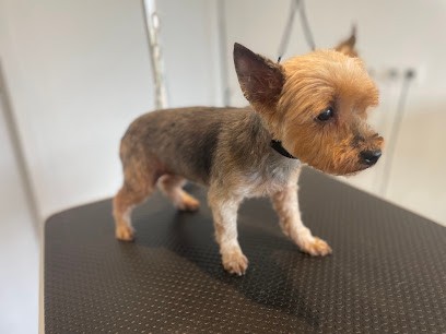 O'Ptits Poils Lisel, Toiletteur pour Animaux à Nibelle