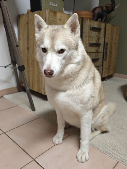 Salon D’Orphée, Toiletteur pour Animaux à Salon-de-Provence