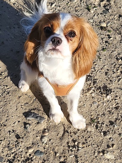 Domi Dog S, Toiletteur pour Animaux au Teil