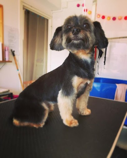 Le Bain de Noë - Salon de Toilettage, Toiletteur pour Animaux à Nantes