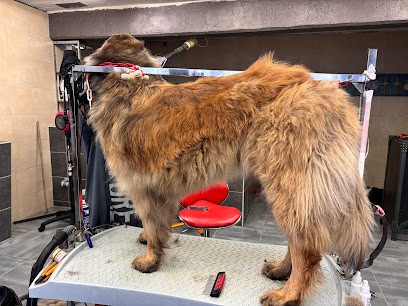 Brin De Toilettage, Toiletteur pour Animaux à Tenteling