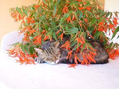 Salon De Toilettage Ölrún Ápolás, Toiletteur Pour Animaux à Peyrolles-en-Provence