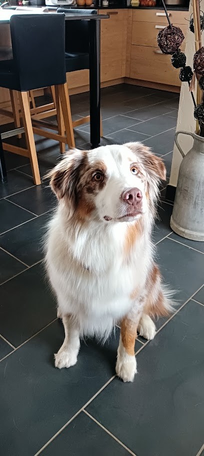 Aux 4 Pattes, Toiletteur pour Animaux à Unieux