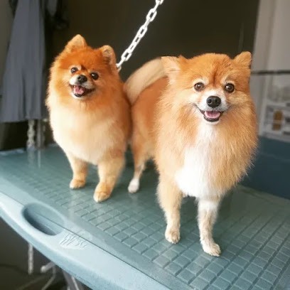 Pets'Ô Bulles, Toiletteur pour Animaux au Neubourg